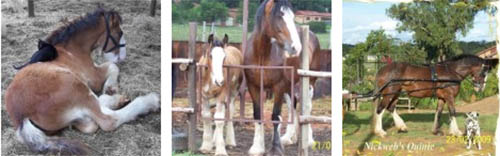 Quinie - Clydesdale Mare 